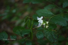 Crotalaria heyneana